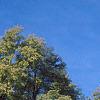 Robinia pseudoacacia 'Aurea', habit