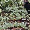Senna marilandica, habit