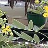 Senna marilandica, habit