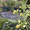 Senna marilandica, habit