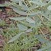 Senna marilandica, habit