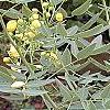 Senna marilandica, habit