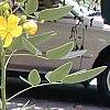 Senna marilandica, habit