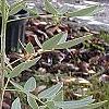 Senna marilandica, habit