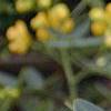 Senna marilandica, flowers
