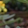 Senna marilandica, flowers