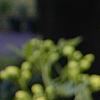 Senna marilandica, flowers