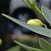 Senna marilandica, flowers