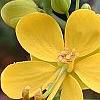 Senna marilandica, flowers