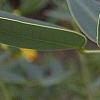 Senna marilandica, flowers