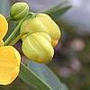Senna marilandica, flowers