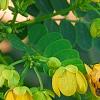 Senna surattensis, flowers