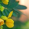 Senna surattensis, flowers