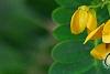 Senna surattensis, flowers