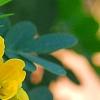 Senna surattensis, flowers