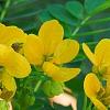 Senna surattensis, flowers