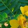 Senna surattensis, flowers