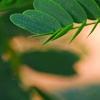 Senna surattensis, flowers