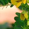 Senna surattensis, flowers
