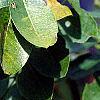 Styphnolobium japonicum, leaves