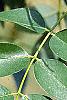 Styphnolobium japonicum, leaves