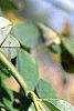 Styphnolobium japonicum, leaves
