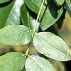 Styphnolobium japonicum, leaves