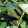 Styphnolobium japonicum, leaves