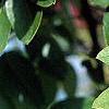 Styphnolobium japonicum, leaves