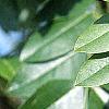 Styphnolobium japonicum, leaves