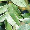 Styphnolobium japonicum, leaves