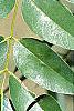 Styphnolobium japonicum, leaves