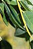 Styphnolobium japonicum, leaves