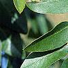 Styphnolobium japonicum, leaves