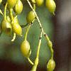 Styphnolobium japonicum, fruit