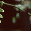 Styphnolobium japonicum, fruit