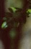 Styphnolobium japonicum, fruit