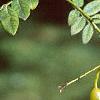 Styphnolobium japonicum, fruit
