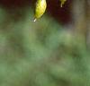 Styphnolobium japonicum, fruit