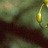 Styphnolobium japonicum, fruit