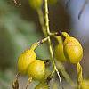 Styphnolobium japonicum, fruit