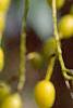 Styphnolobium japonicum, fruit