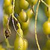Styphnolobium japonicum, fruit