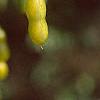 Styphnolobium japonicum, fruit