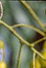 Styphnolobium japonicum, fruit