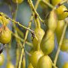 Styphnolobium japonicum, fruit