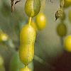 Styphnolobium japonicum, fruit