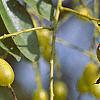 Styphnolobium japonicum, fruit