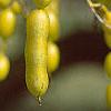 Styphnolobium japonicum, fruit