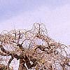 Styphnolobium japonicum 'Pendula', habit